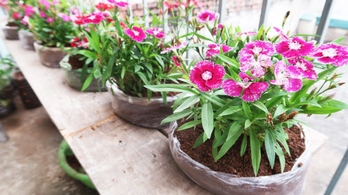 Recycle Waste, Plant Flowers In Plastic Bags For Your Balcony And Small Garden