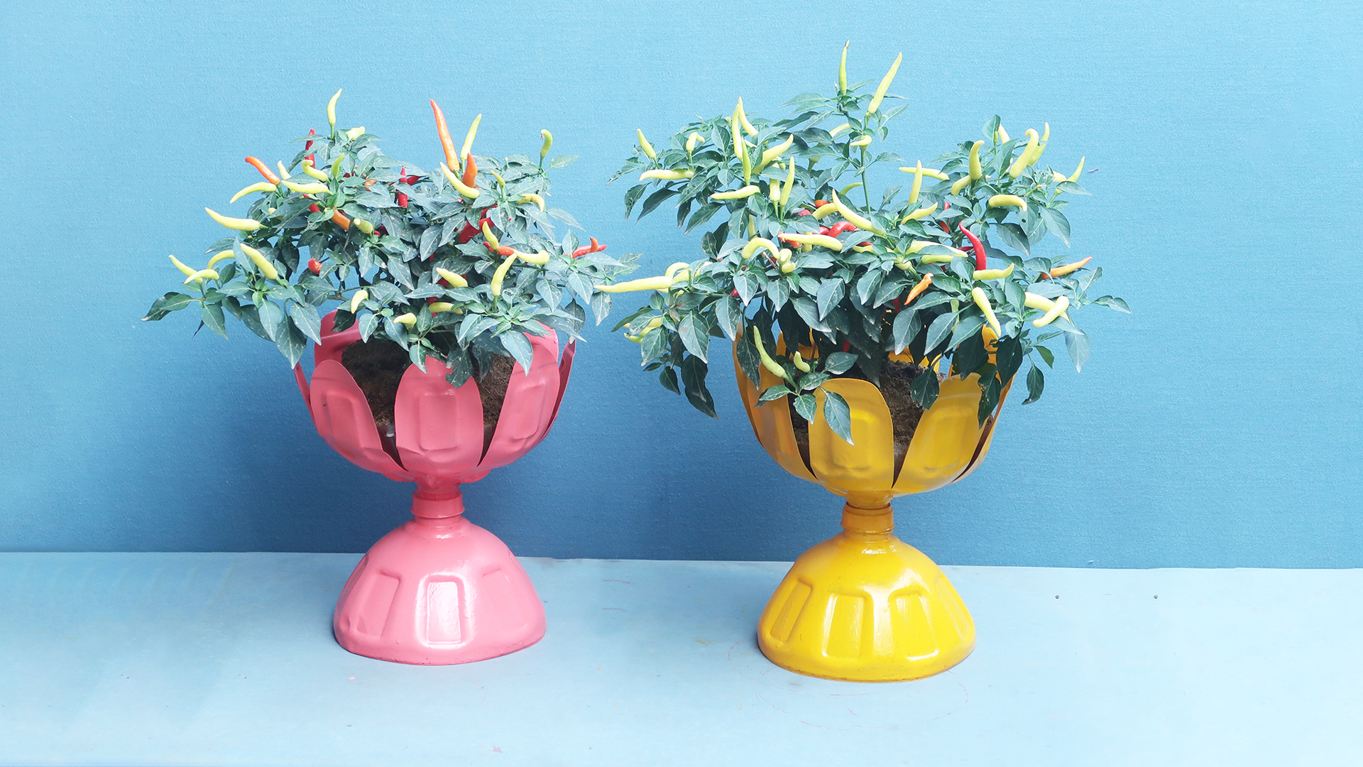 Creative Potted Plant Ideas From Discarded Plastic Bottles