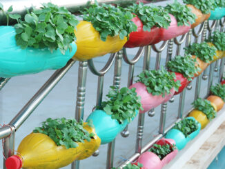 How to grow sprouts on the balcony in recycled plastic bottles