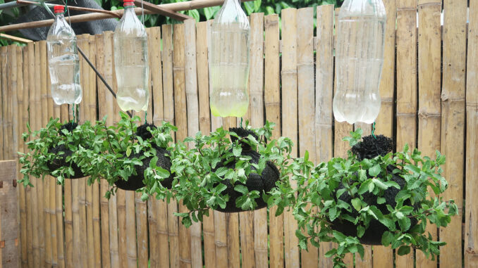 How to grow mint easily at home, Beautiful hanging mint garden