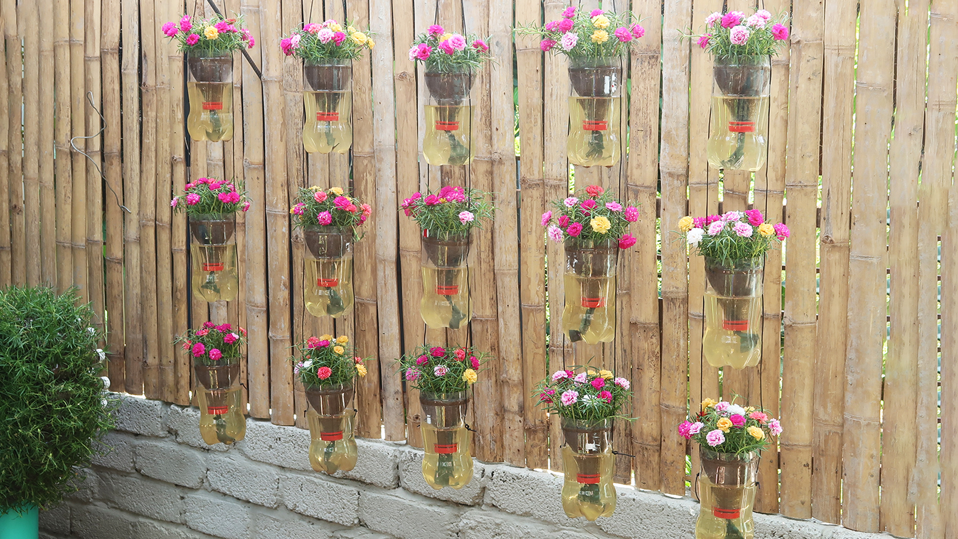 Creative hanging garden automatic watering plant Portulaca (Mossrose)