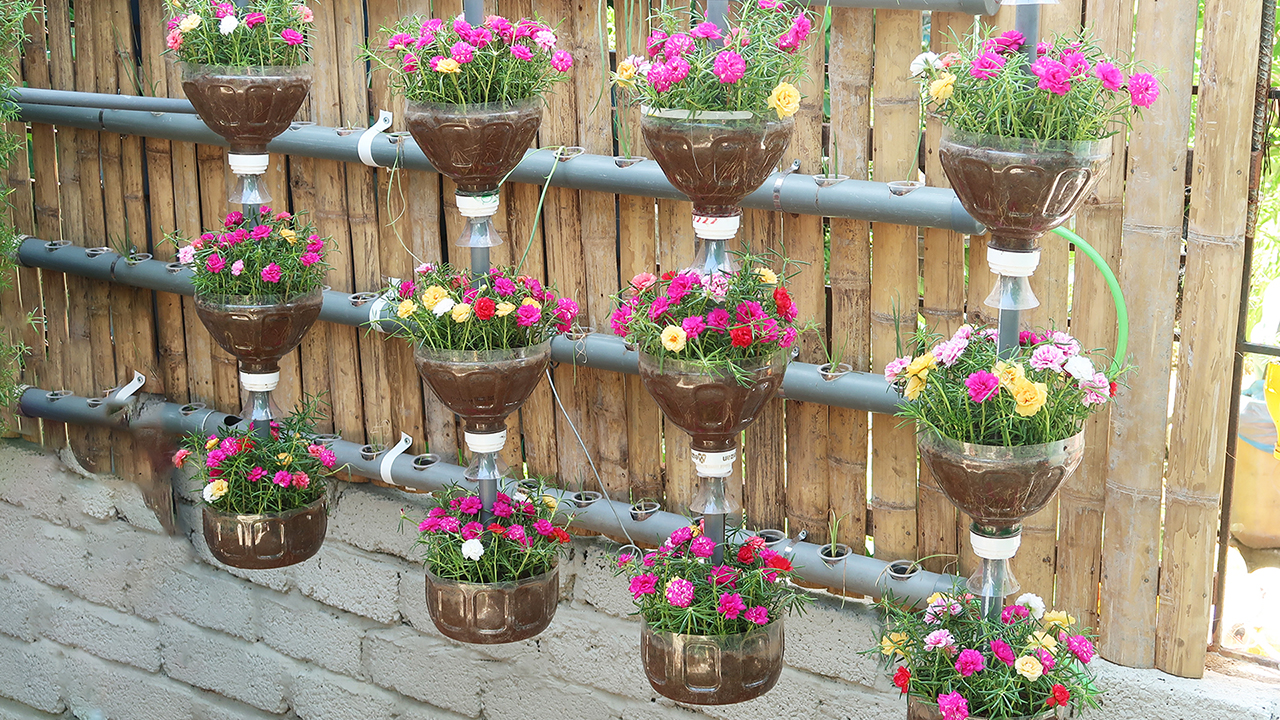 DIY hanging garden automatic watering plant beautiful Portulaca (Mossrose)