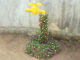 What do you think of this Portulaca (Mossrose) flower garden idea