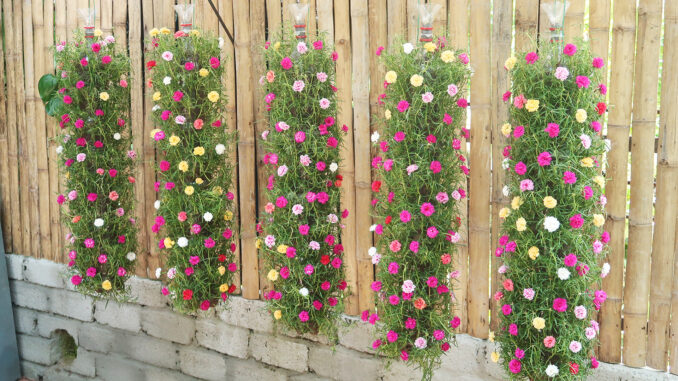 Beautiful DIY vertical hanging garden growing Portulaca (Mossrose) for small spaces Beautiful DIY vertical hanging garden growing Portulaca (Mossrose) for small spaces