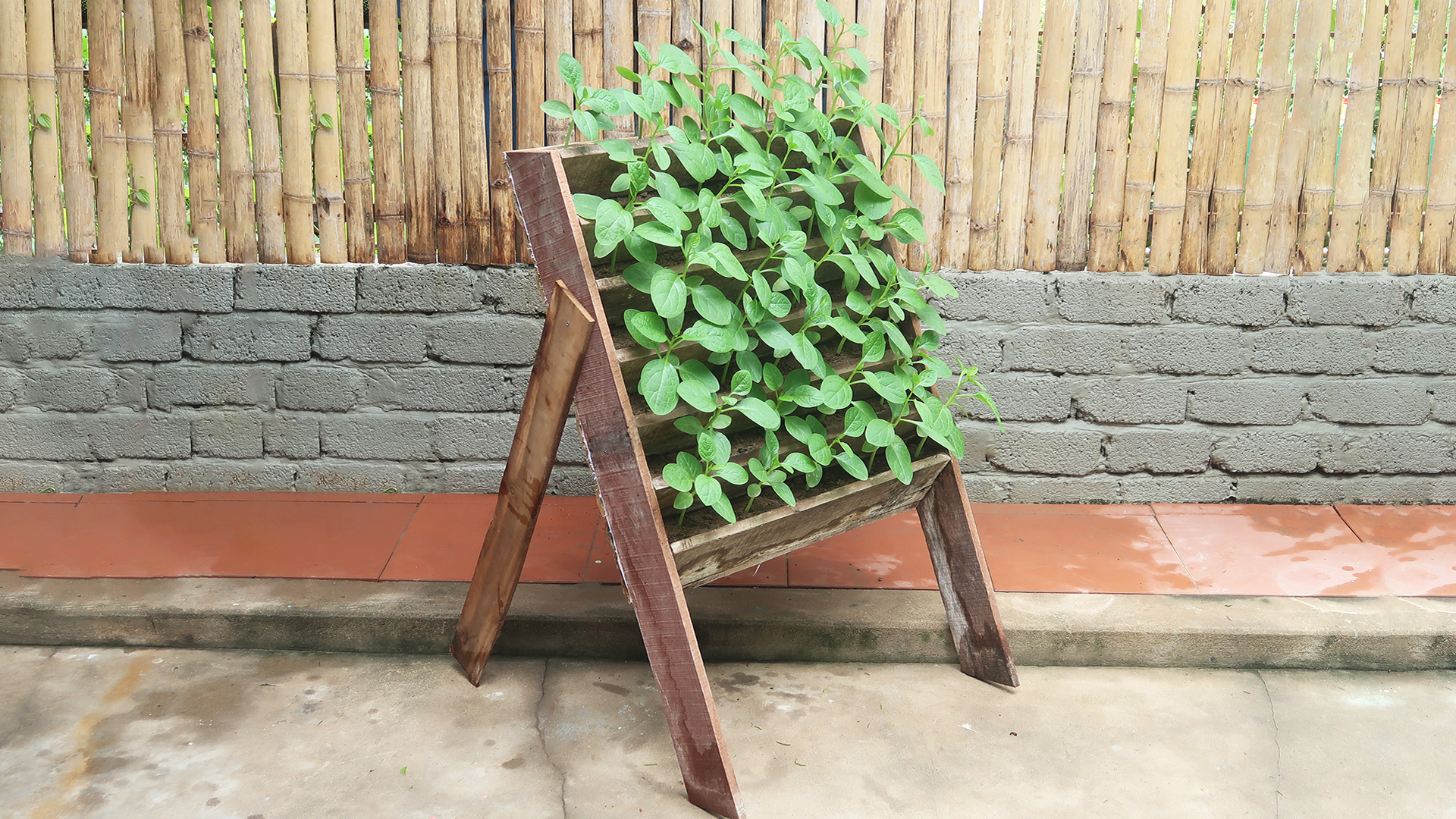 Instructions for vertical gardening to grow spinach at home