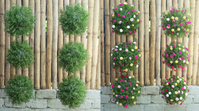 DIY hanging garden with beautiful Portulaca (Mossrose) flower globe DIY hanging garden with beautiful Portulaca (Mossrose) flower globe