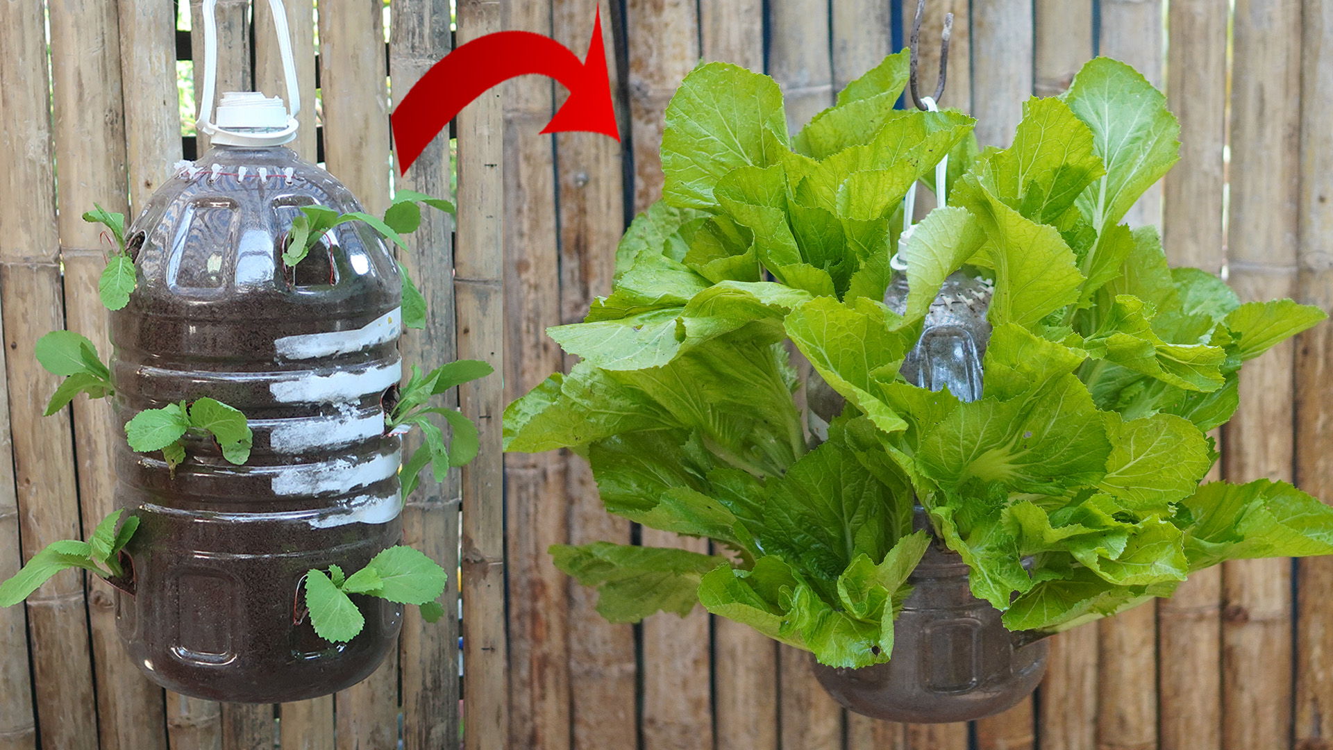 Hanging Garden To Grow Vegetables At Home Created From Plastic Bottles