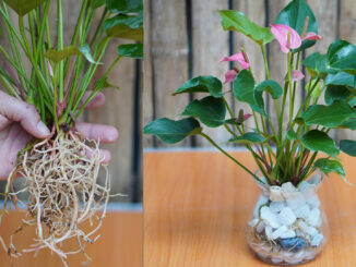 How To Grow Beautiful Simple Aquatic Red Sail Plants To Decorate The Office