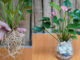 How To Grow Beautiful Simple Aquatic Red Sail Plants To Decorate The Office
