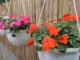 Hanging Garden With Beautiful Flowers For The Garden (2)